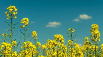 Yellow Flowers Under Partly Cloudy Skies during Daytime