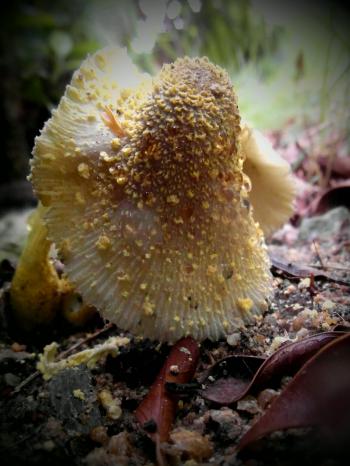 Yellow Forest Mushrooms