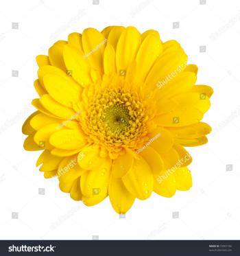 Yellow Gerbera Daisy Blossom Dew Drops Stock Photo 72301102 ...