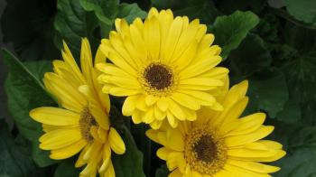 Download Wallpaper 1920x1080 gerbera, flowers, yellow, leaves ...