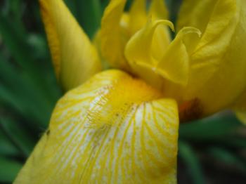 Yellow Iris flower macro