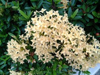 File:Ixora 'Dwarf Yellow'.jpg - Wikimedia Commons