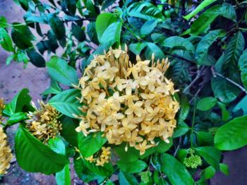 Yellow Ixora flower