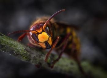 Yellow Jacket Wasp Macro Photography
