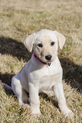 Female Yellow Labrador Retriever Puppy- PLACED