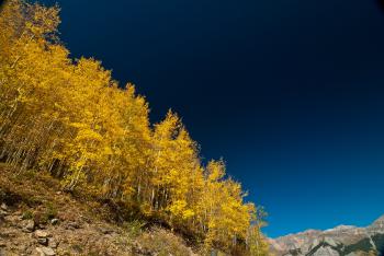 Yellow Leaf Tree on Brown Mountain Slope
