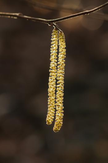 Yellow Leaves on Tree Stem in Bokeh Photography