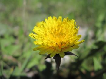 Yellow macro flower
