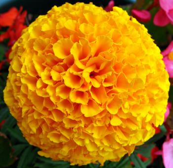 File:Yellow French Marigold Flower.jpg - Wikimedia Commons