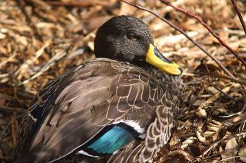 Yellow nose duck