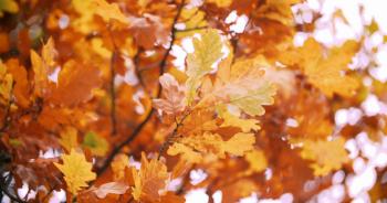 Oak tree in autumn with yellow orange leaves Stock Video Footage ...