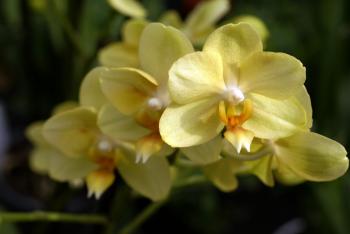 orchids pictures | Yellow Orchids close up | FLoWErS In GaRdEnS ...