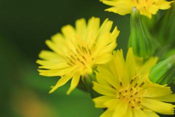 Yellow Petal Flower