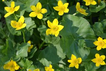 How are plants different from each other? | Garden Learning
