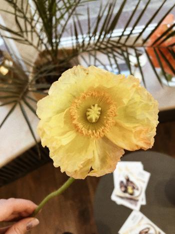 Yellow Poppy Flower in Closeup Photography