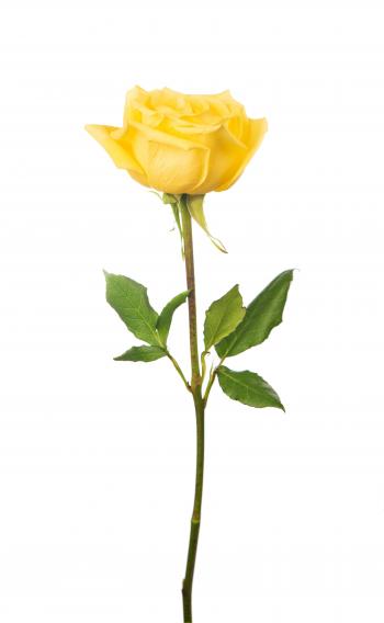 Single Yellow Rose Roses Images Desktop High Resolution For Pc ...