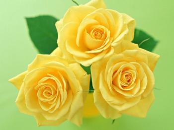 Yellow Roses - Wallpaper, High Definition, High Quality, Widescreen