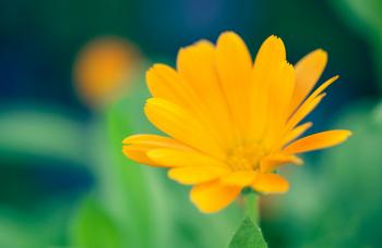 Yellow Summer Flower