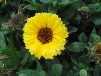 Yellow Sun Flower