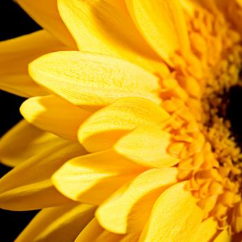 Yellow Sunflower Close Up