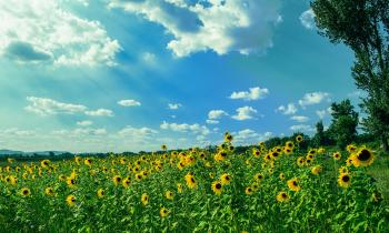 Yellow Sunflower Field Under Blue and White Sky