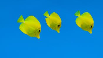 Update from the Oceanic Institute on the Yellow Tang, Zebrasoma ...