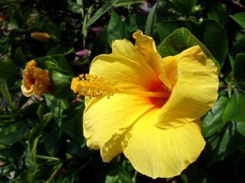 Yellow Thai wildflower