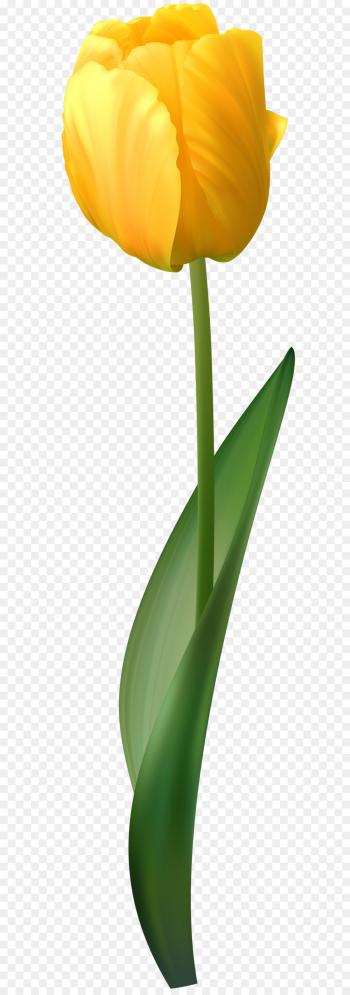 Netherlands Tulip Flower Yellow - Yellow Tulip Transparent PNG Clip ...