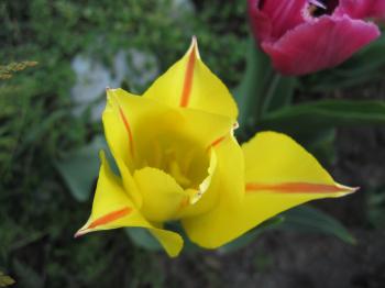 Yellow tulip with red stripes