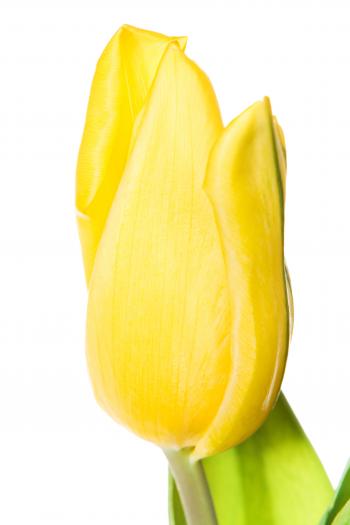 Yellow tulips