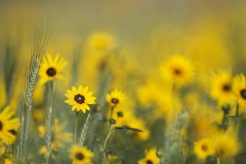 A blanket of yellow wildflowers on the Pawnee National Grassland ...