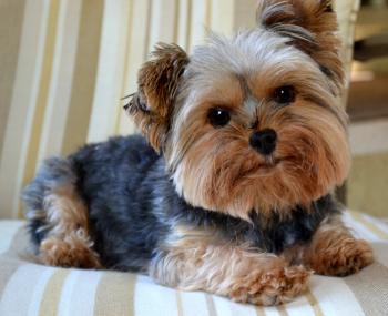 What is a Yorkie
