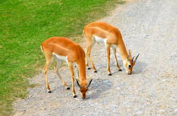 young antelopes