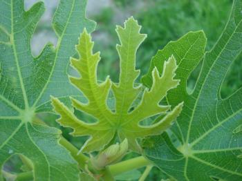Young fig leaf