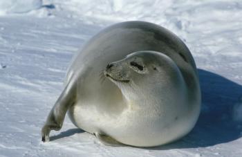 young harp seal | HARP SEALS ~ OTHERS | Pinterest | Harp seal and Animal