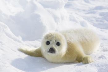 Harp Seal Facts, History, Useful Information and Amazing Pictures