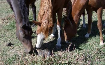 Young horses smell the cat