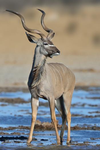 Kudu | Howie's Wildlife Images