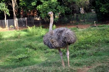 Free picture: male, young, ostrich, bird
