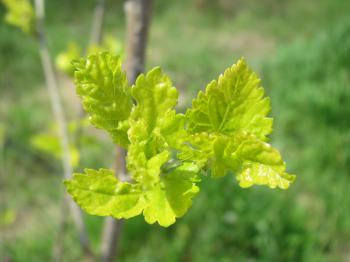 Young tree leaves