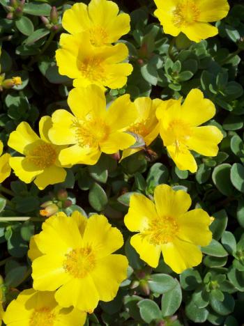 Simple Yellow Annuals Has Zauberglockchen X on Home Design Ideas ...