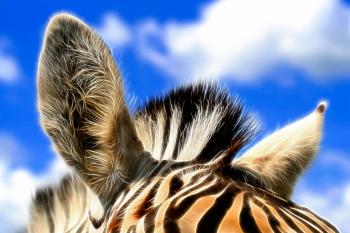 Zebra Ears Abstract