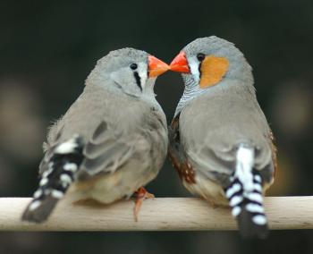 Why Love Matters to a Zebra Finch | Audubon