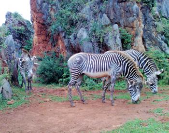 Zebra in an open Zoo in Northern Spain
