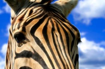 Zebra Profile Abstract