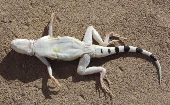 Zebra-tailed Lizard - Tucson Herpetological Society