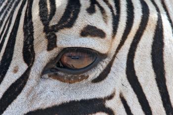 Zebra's Eye