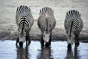 Zebras Drinking Water