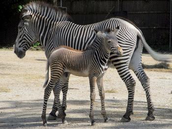 Zebras in the Zoo