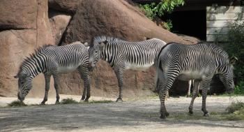 Zebras in the Zoo